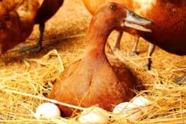 When Do Ducks Start Laying Eggs? - Bird Helpful