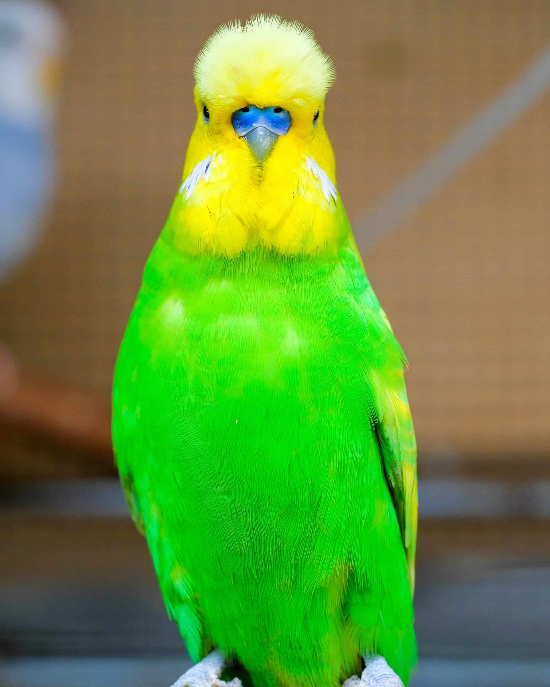 How Much Does a Parakeet Cost? (2024 Updated)
