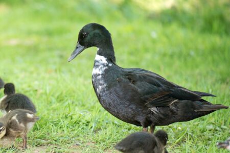 Male vs. Female Cayuga Ducks: What's the Difference?