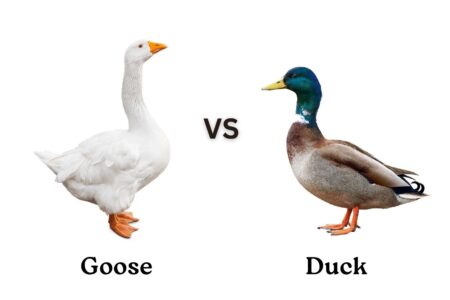 Goose vs. Duck: What's the Difference? - Bird Helpful