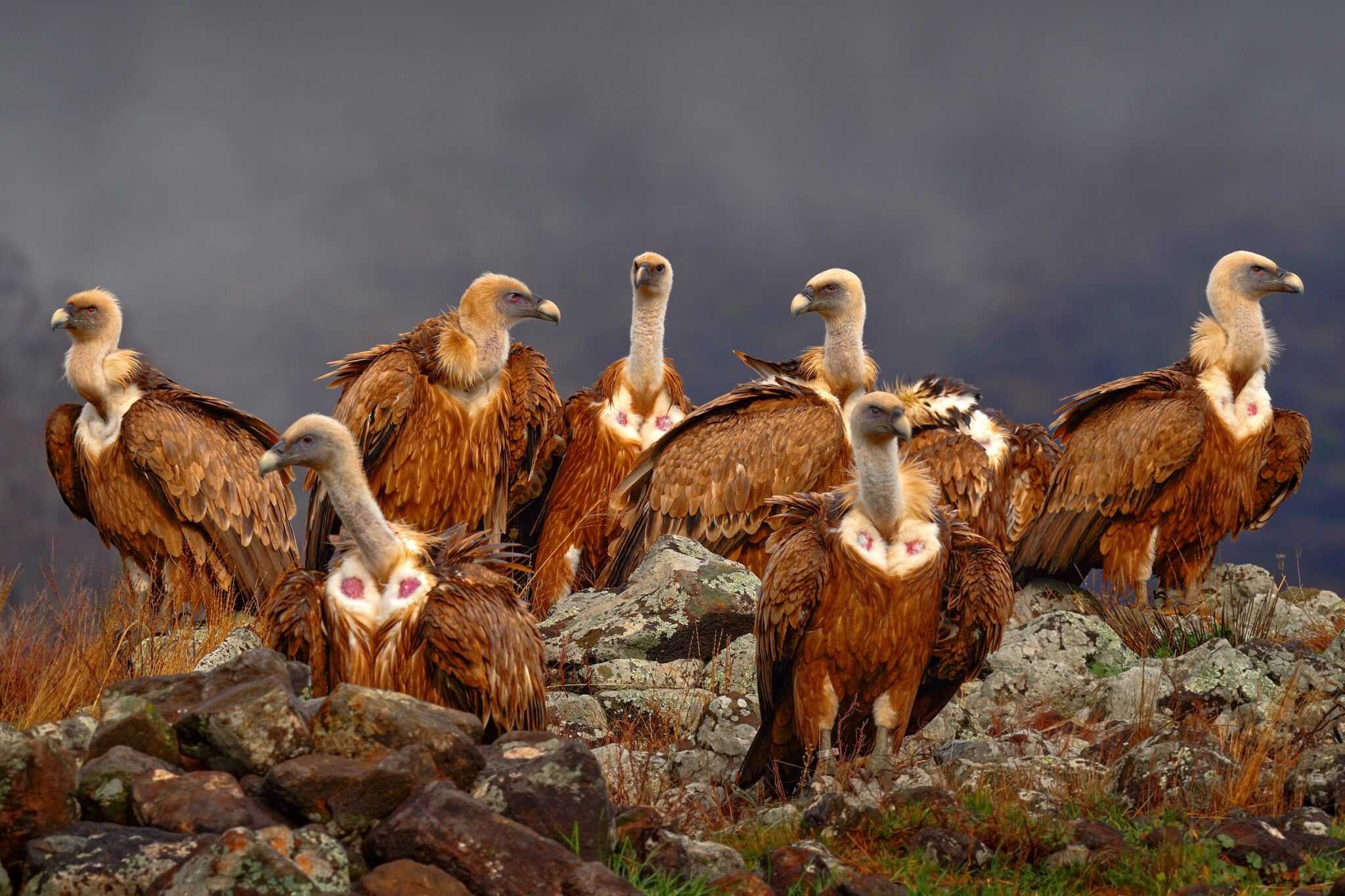 Buzzard vs. Vulture What's the Difference?