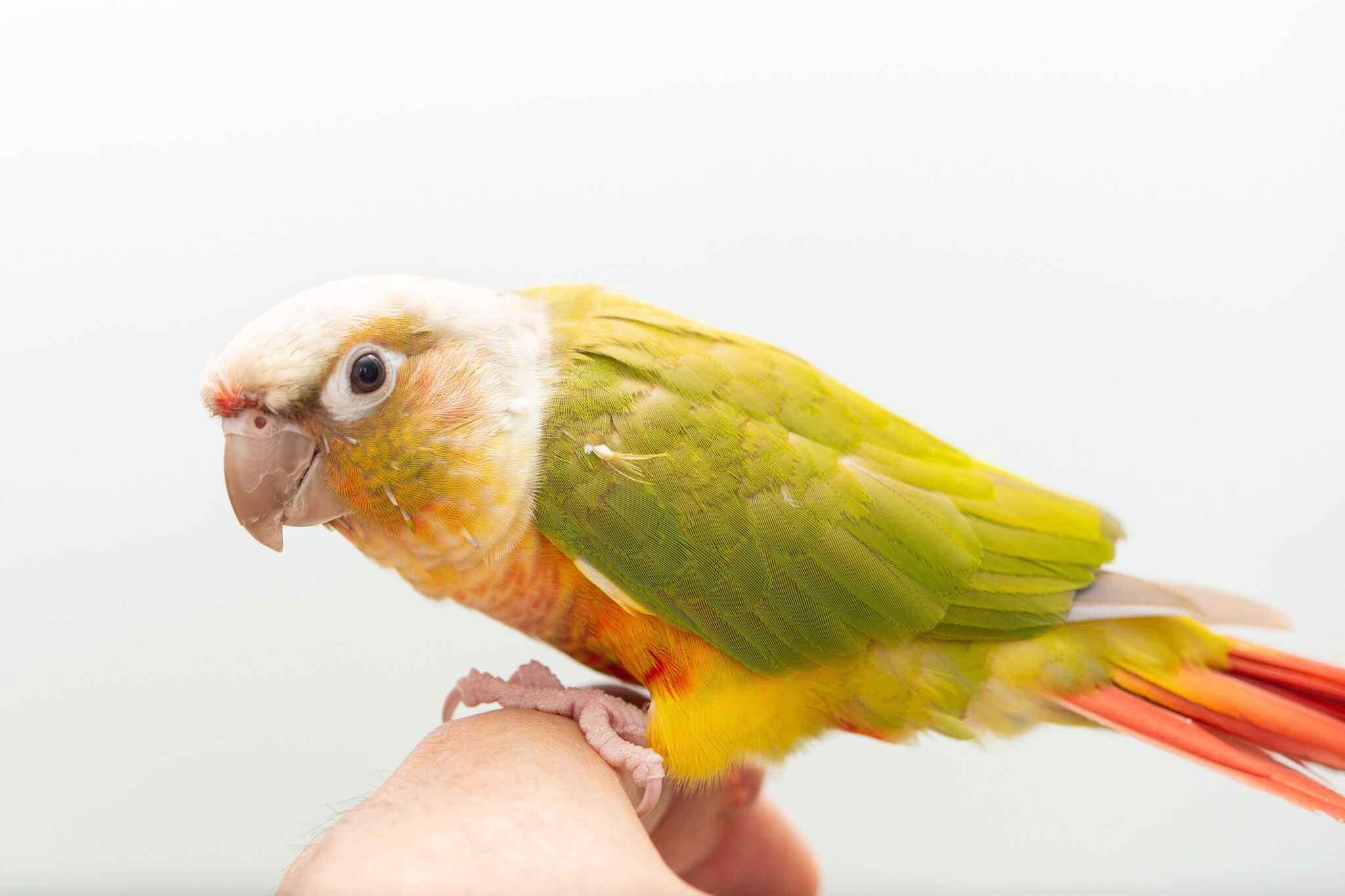 Pineapple Green Cheek Conure Information & Pictures