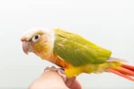Pineapple Green Cheek Conure: Information & Pictures