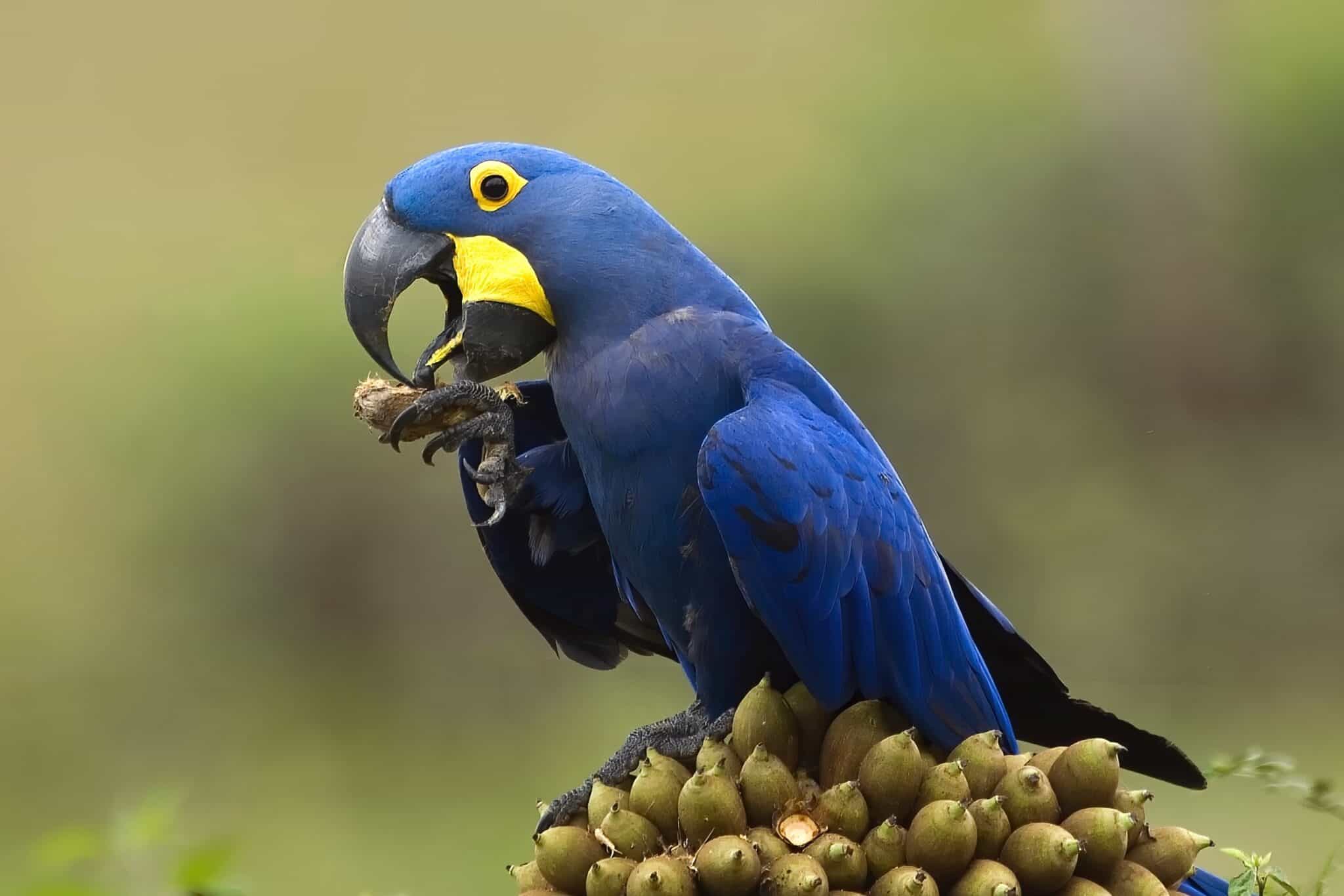 How Much Does a Hyacinth Macaw Cost? (2024 Updated)