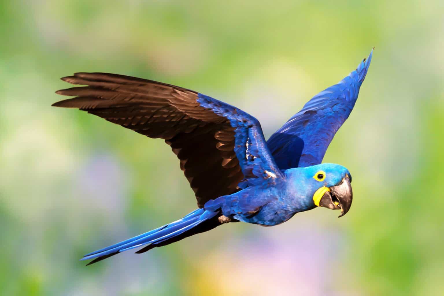 How Much Does a Hyacinth Macaw Cost? (2024 Updated)
