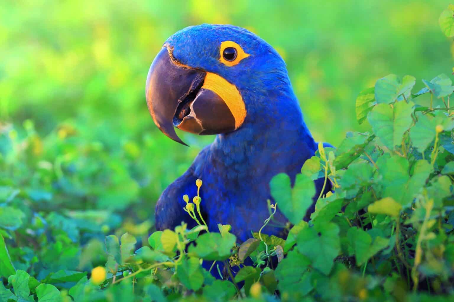 How Much Does a Hyacinth Macaw Cost? (2024 Updated)