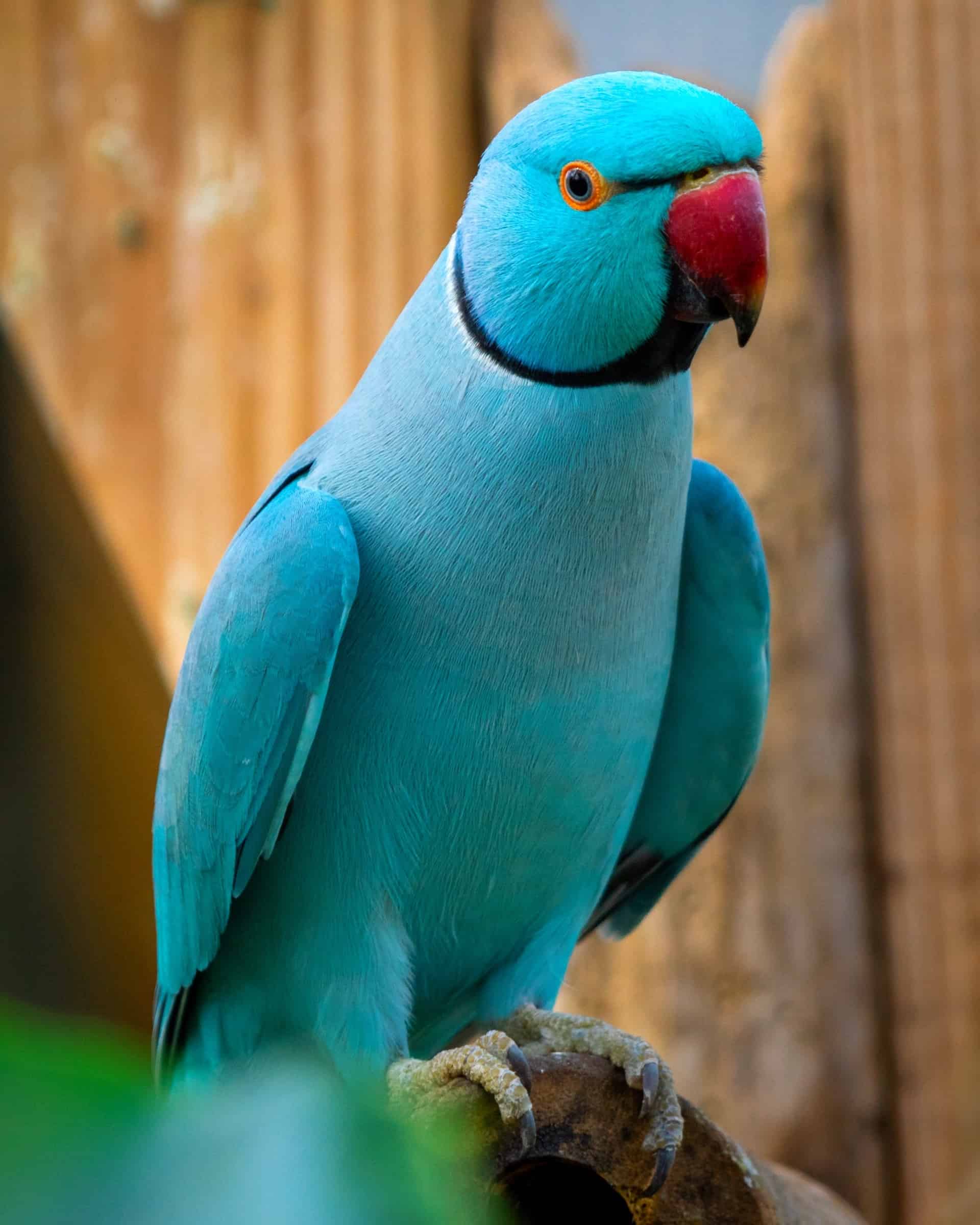 How Much Does a Parakeet Cost? (2024 Updated)