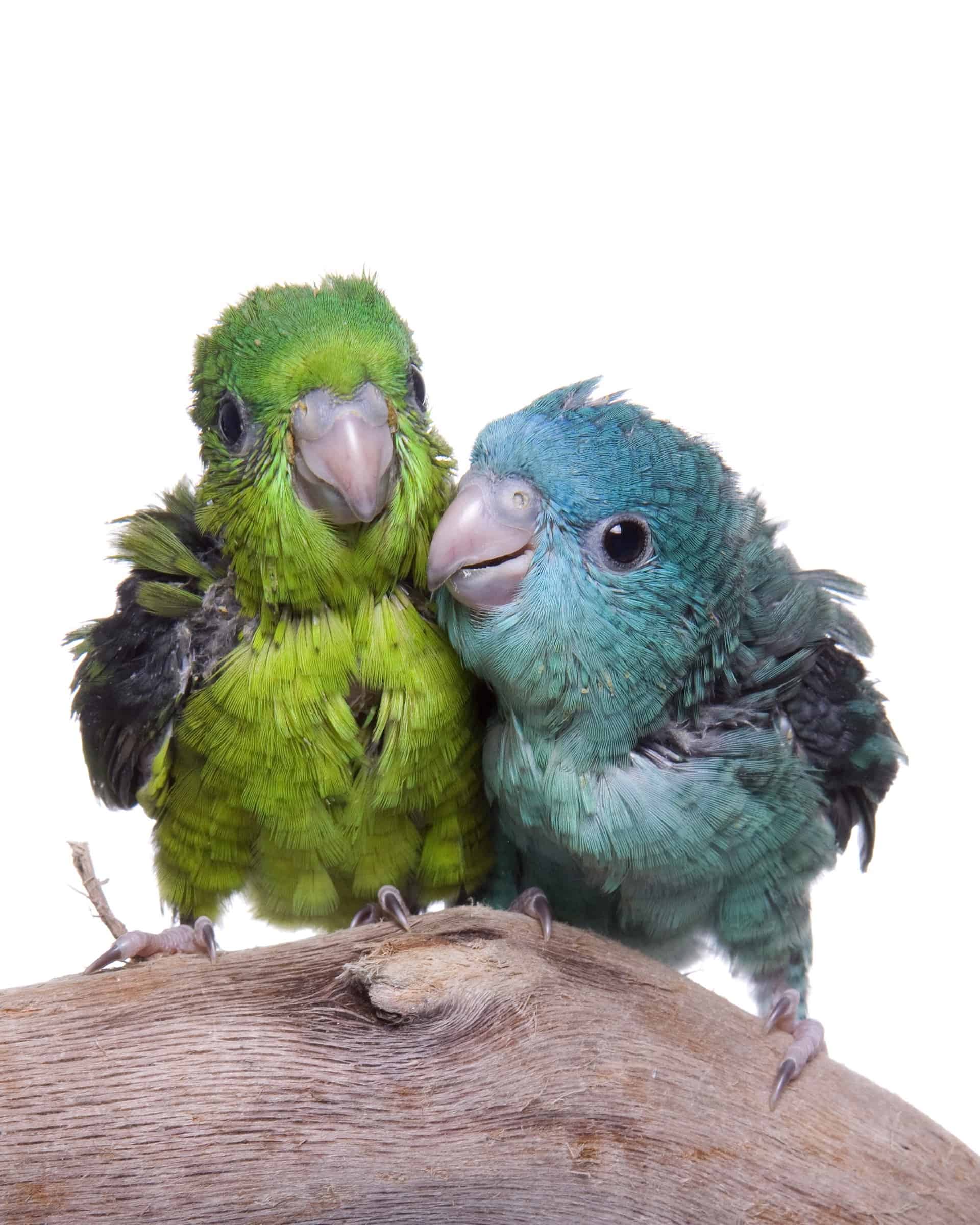 How Much Does a Parakeet Cost? (2024 Updated)