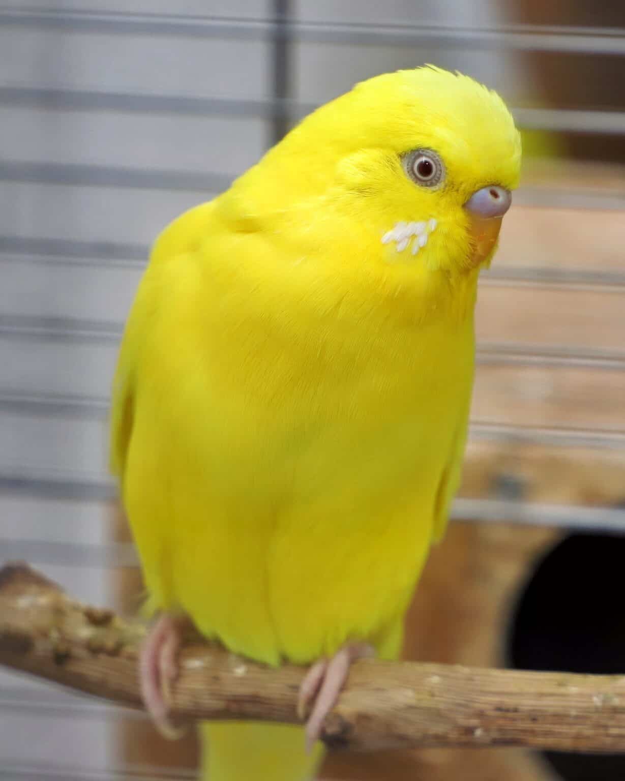 How Much Does a Parakeet Cost? (2024 Updated)