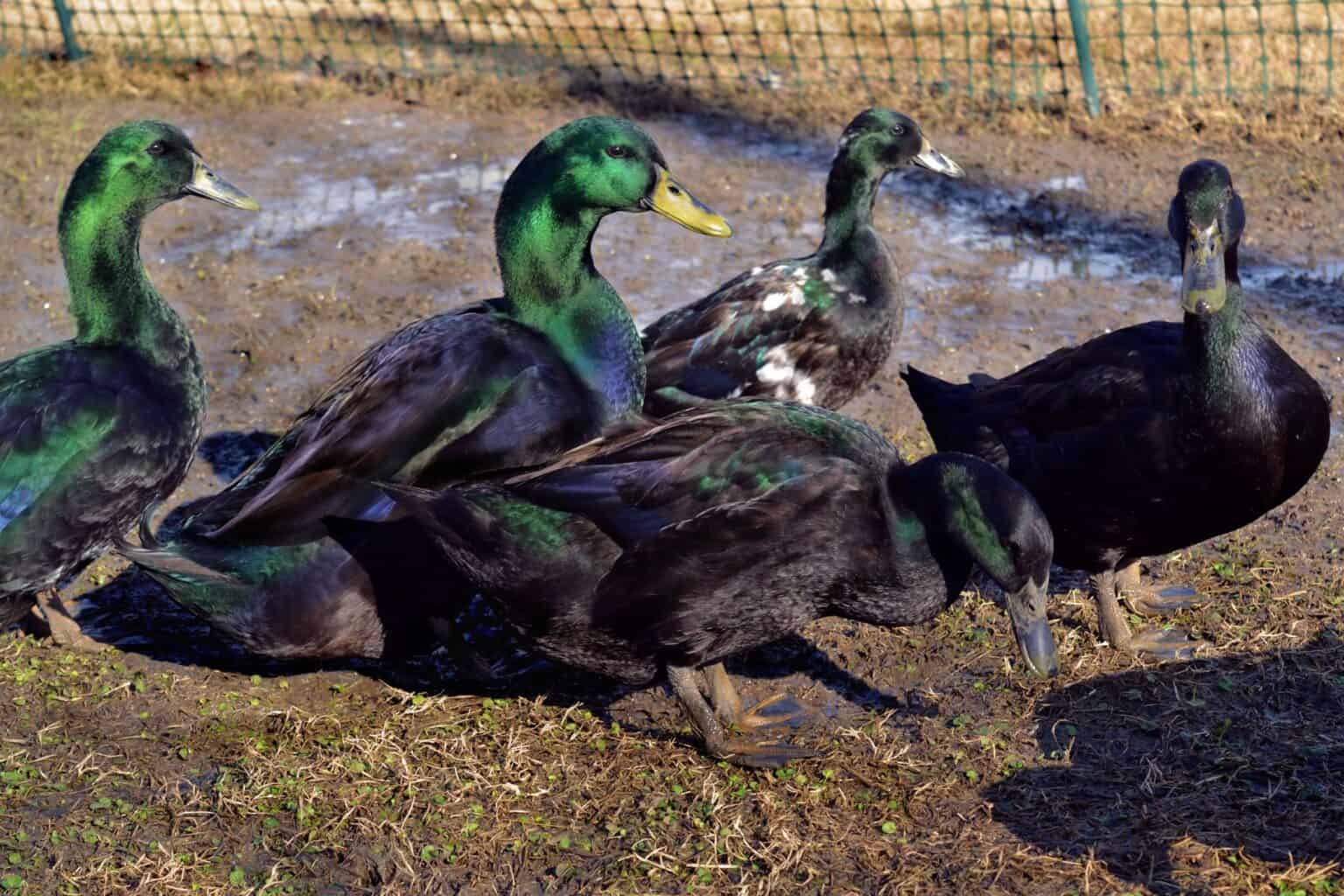 Male vs. Female Cayuga Ducks What's the Difference?