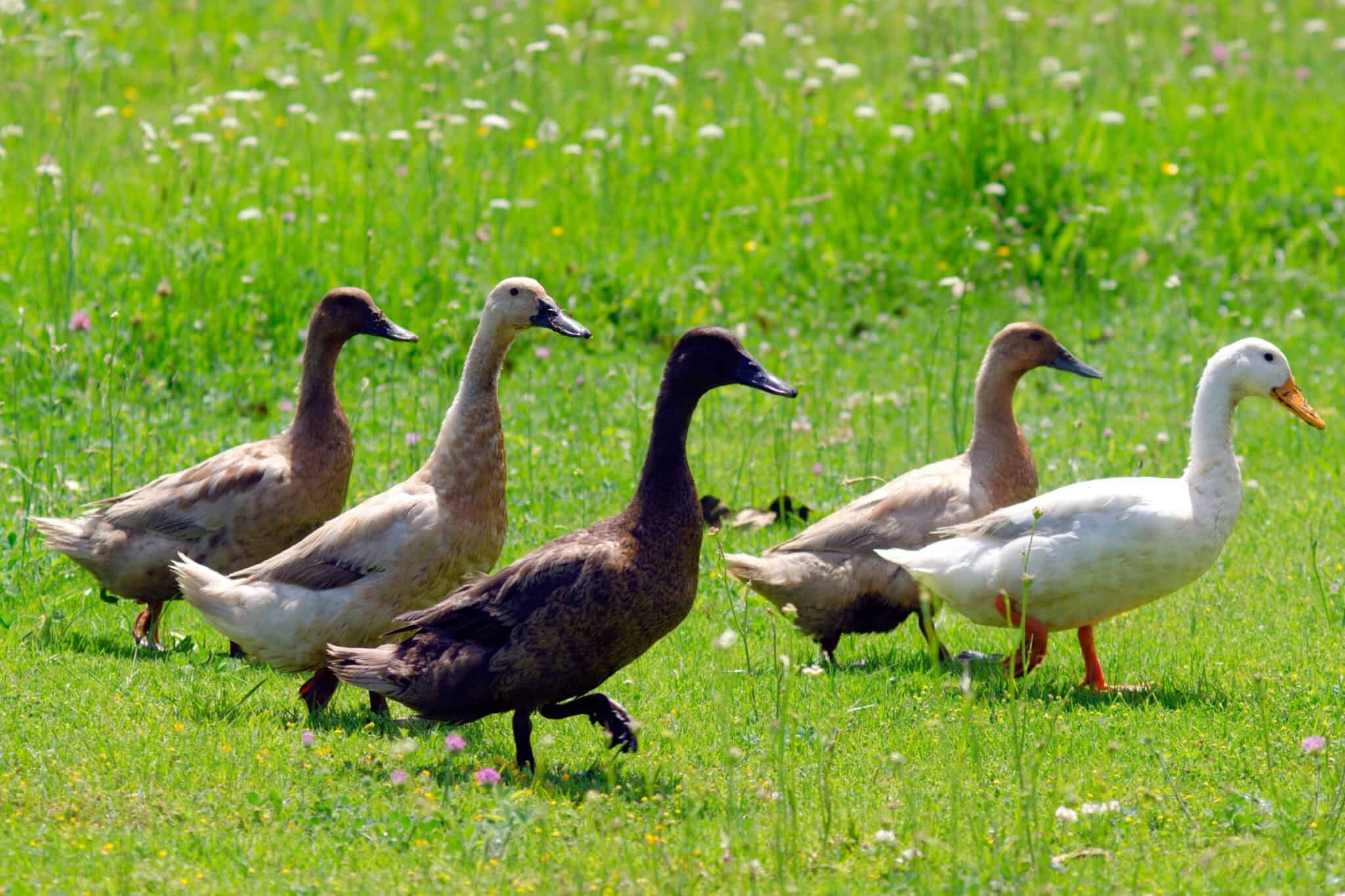 Goose vs. Duck: What's the Difference? - Bird Helpful