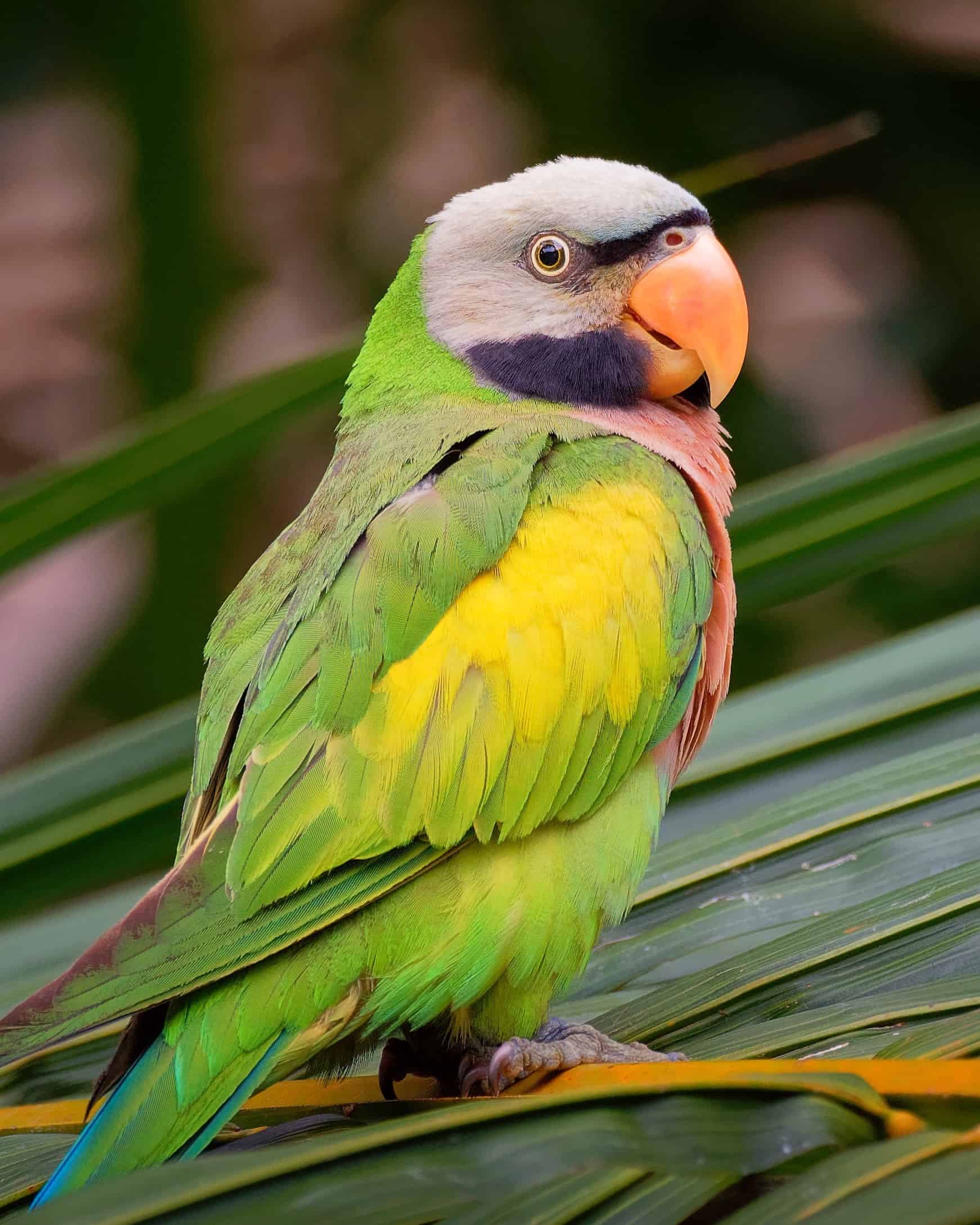 How Much Does a Parakeet Cost? (2024 Updated)