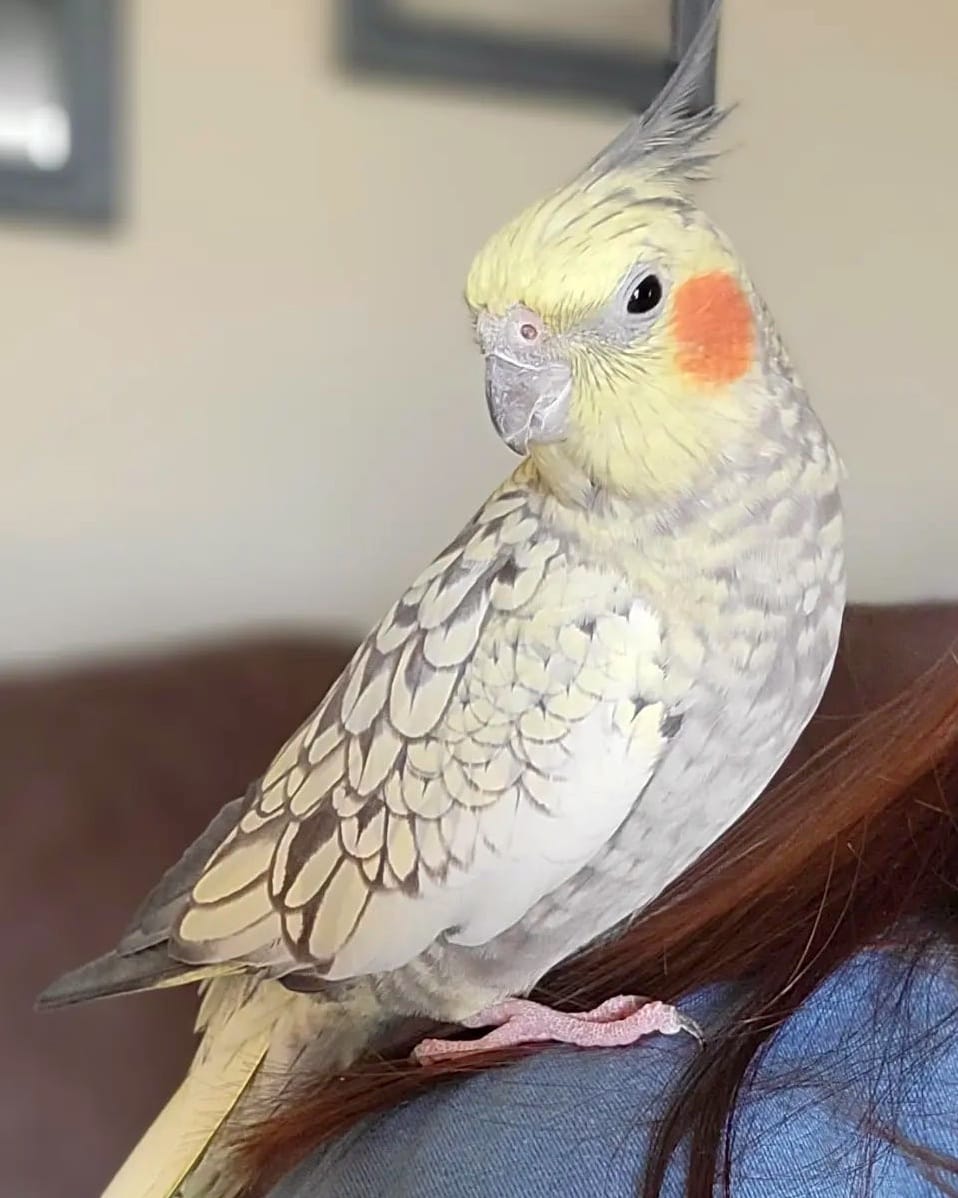 19 Cockatiel Color Mutations Varieties