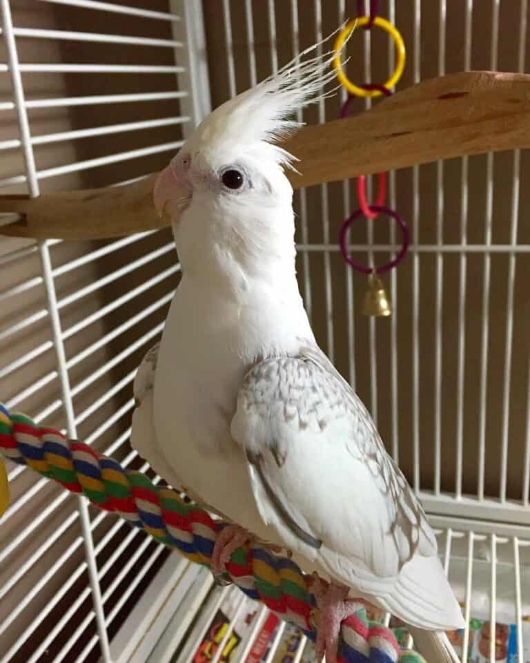 19 Cockatiel Color Mutations Varieties