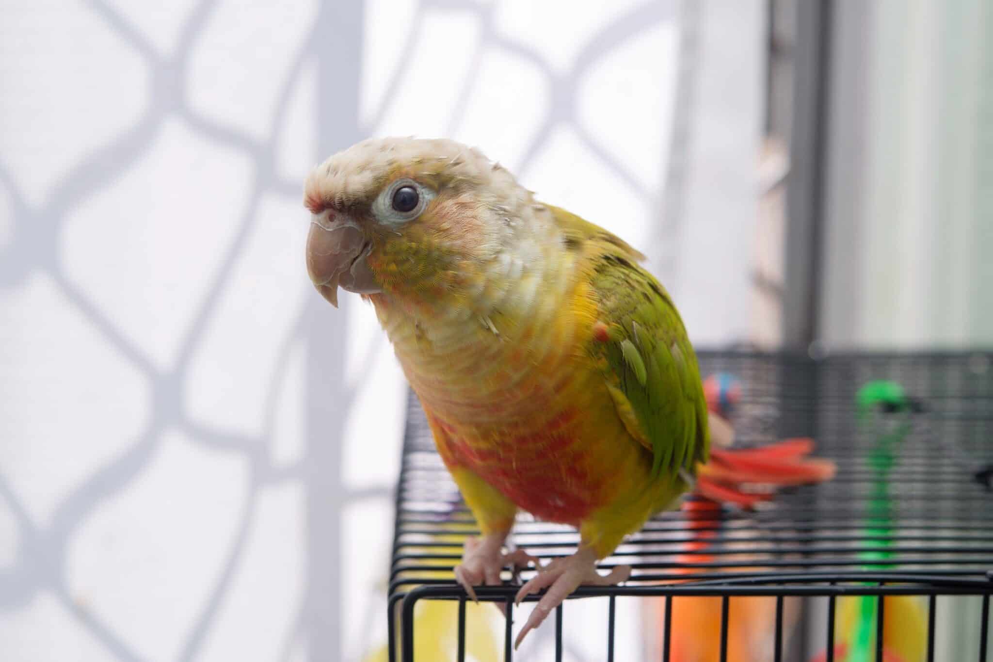 Pineapple Green Cheek Conure Information & Pictures
