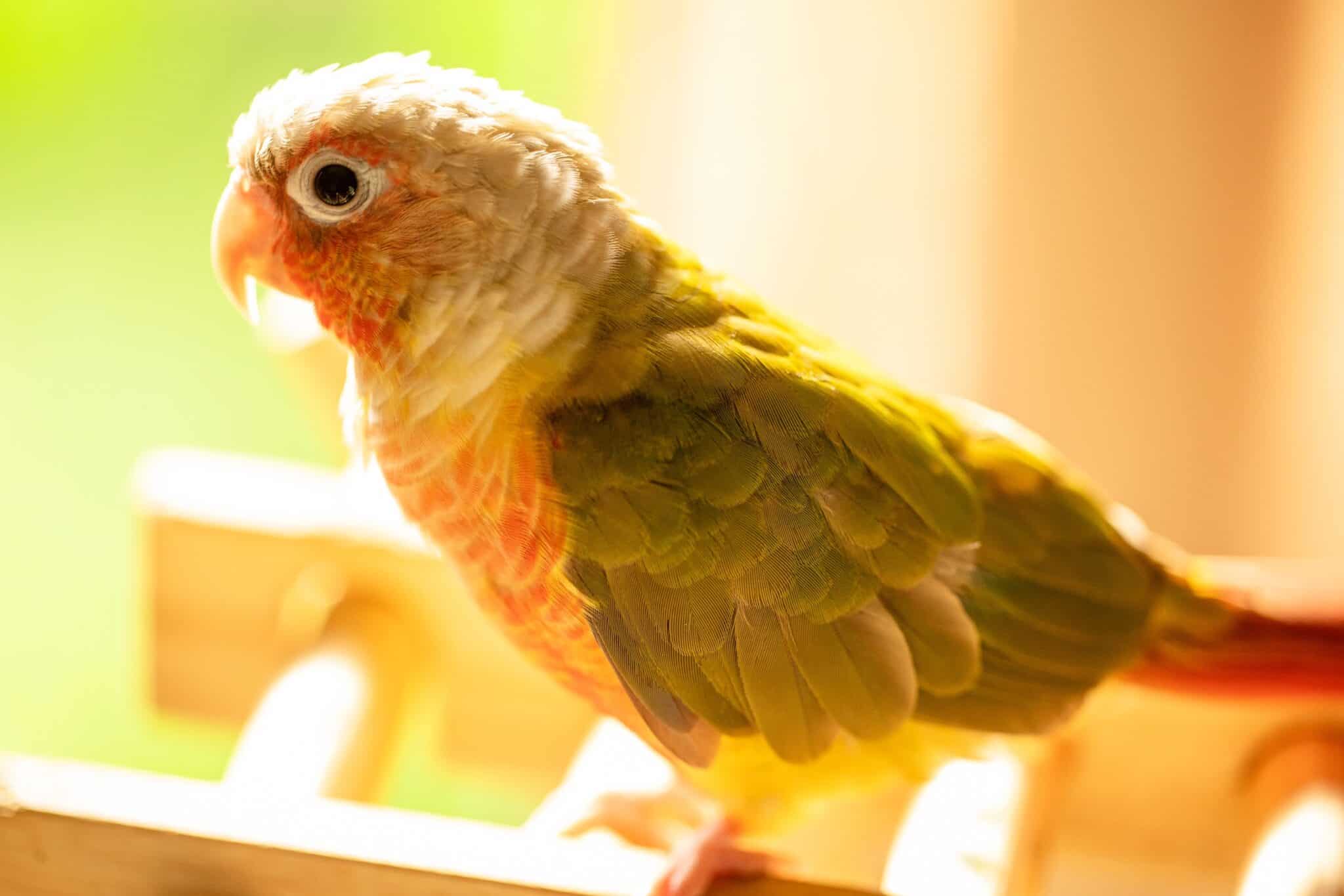 Pineapple Green Cheek Conure Information & Pictures