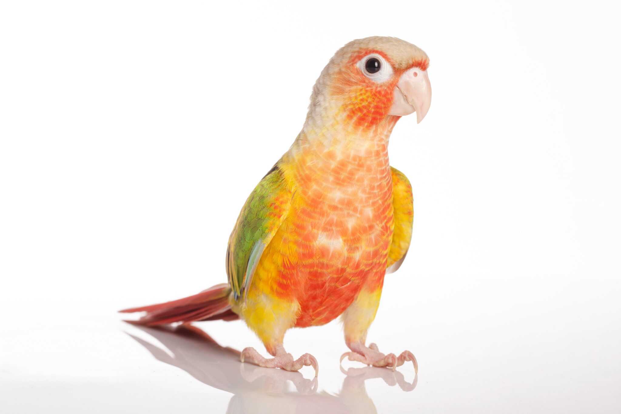 Pineapple Green Cheek Conure Information & Pictures