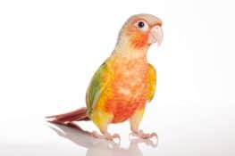 Pineapple Green Cheek Conure: Information &amp; Pictures
