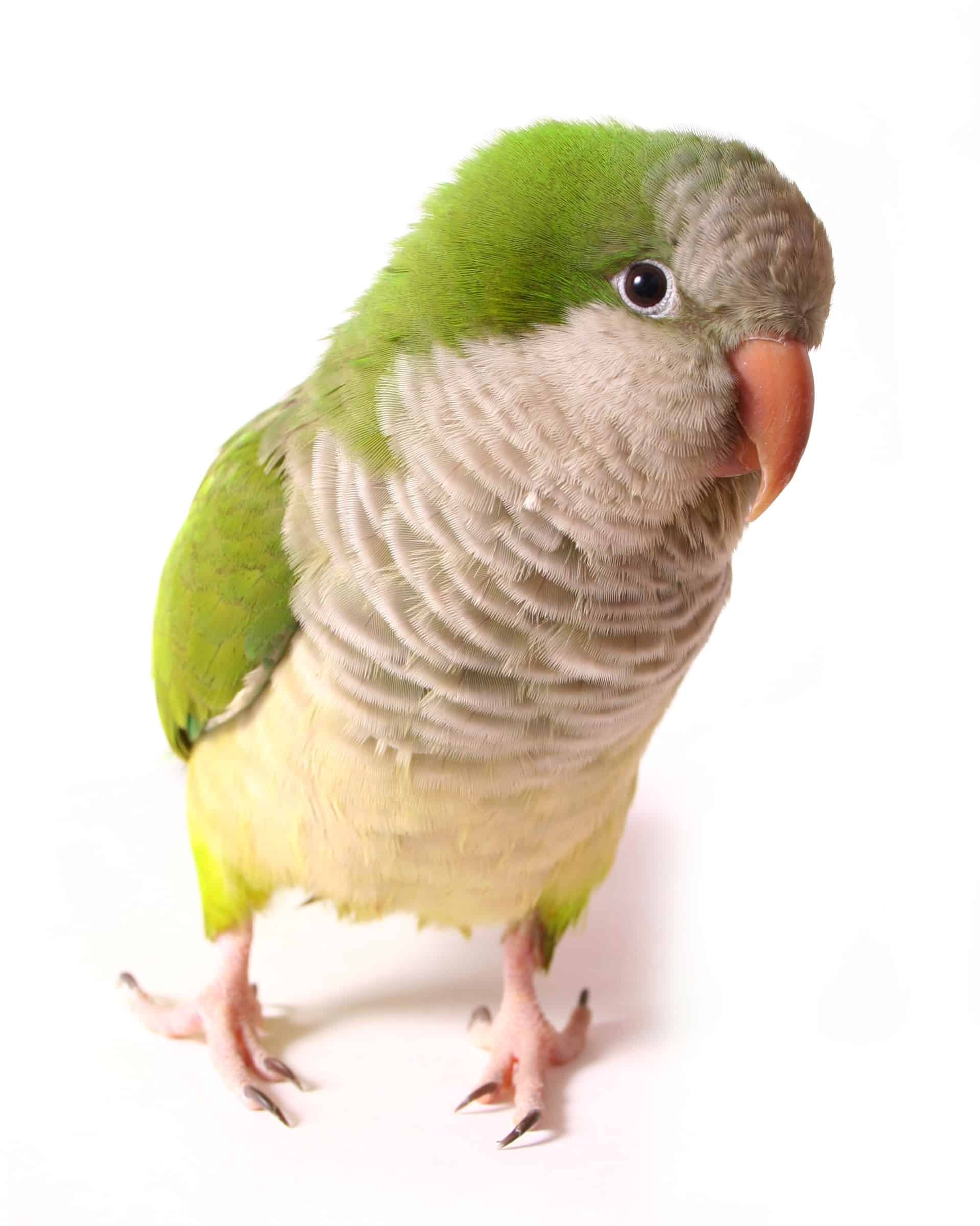 How Much Does a Parakeet Cost? (2024 Updated)