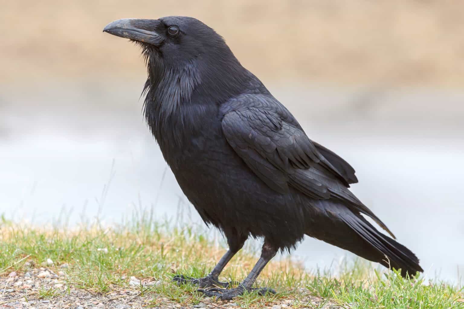 Crow vs. Raven: What’s the Difference?