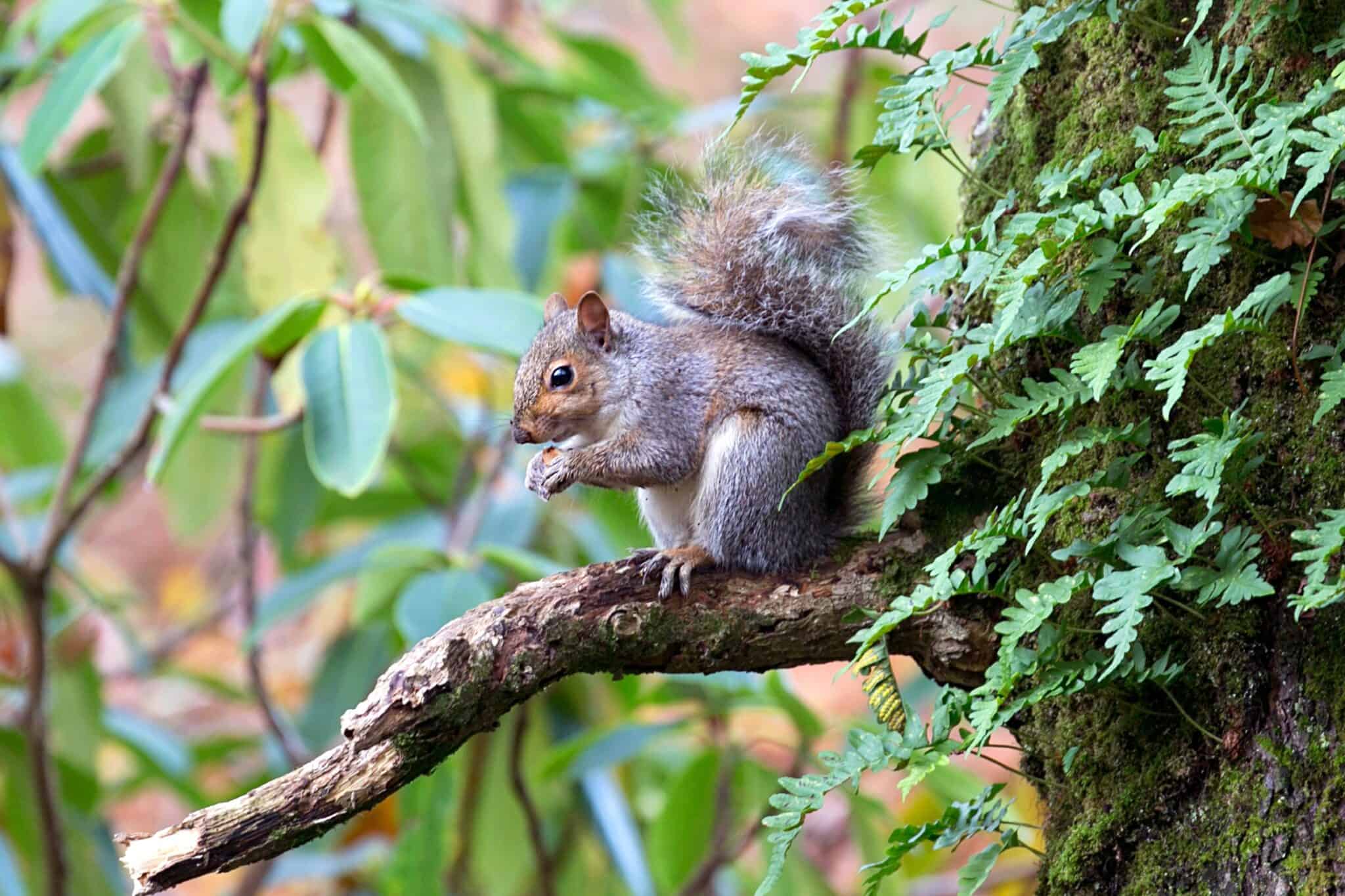 Do Squirrels Eat Birds? Understanding Squirrel Diet