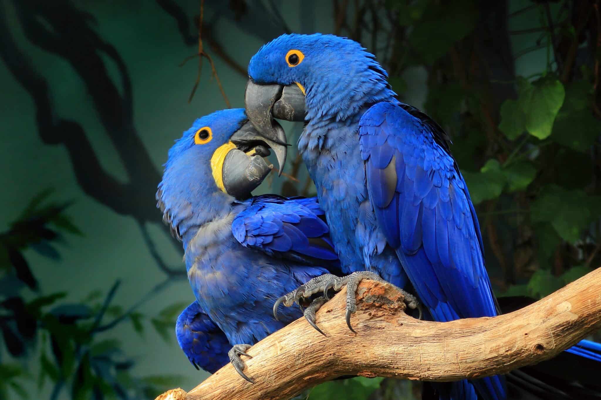 How Much Does a Hyacinth Macaw Cost? (2024 Updated)