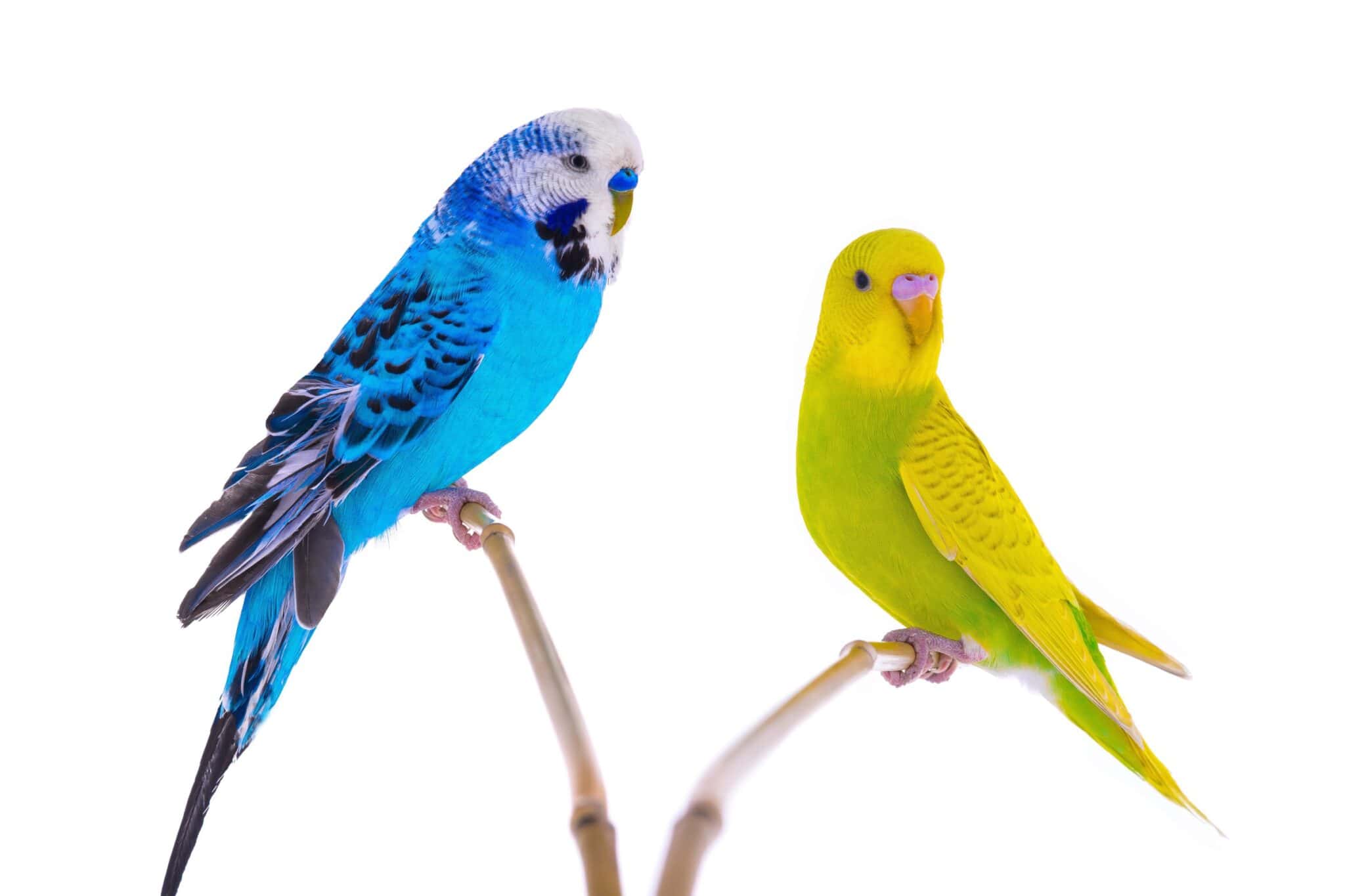 How Much Does a Parakeet Cost? (2024 Updated)