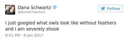 What Do Owls Really Look Like Without Feathers?