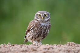 What Do Owls Really Look Like Without Feathers?