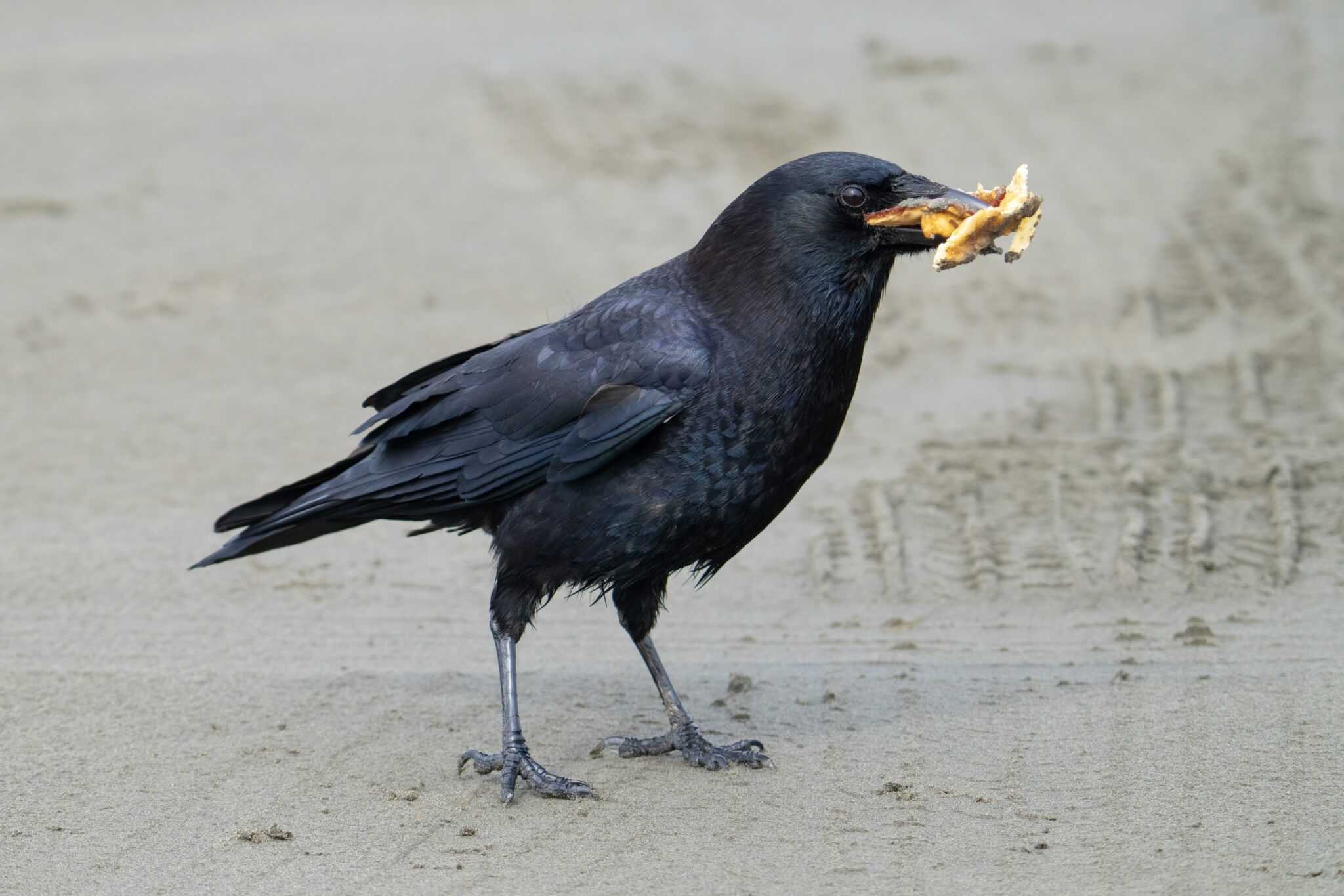 Crow Rle Grackle vs. Crow: What’s the Difference?