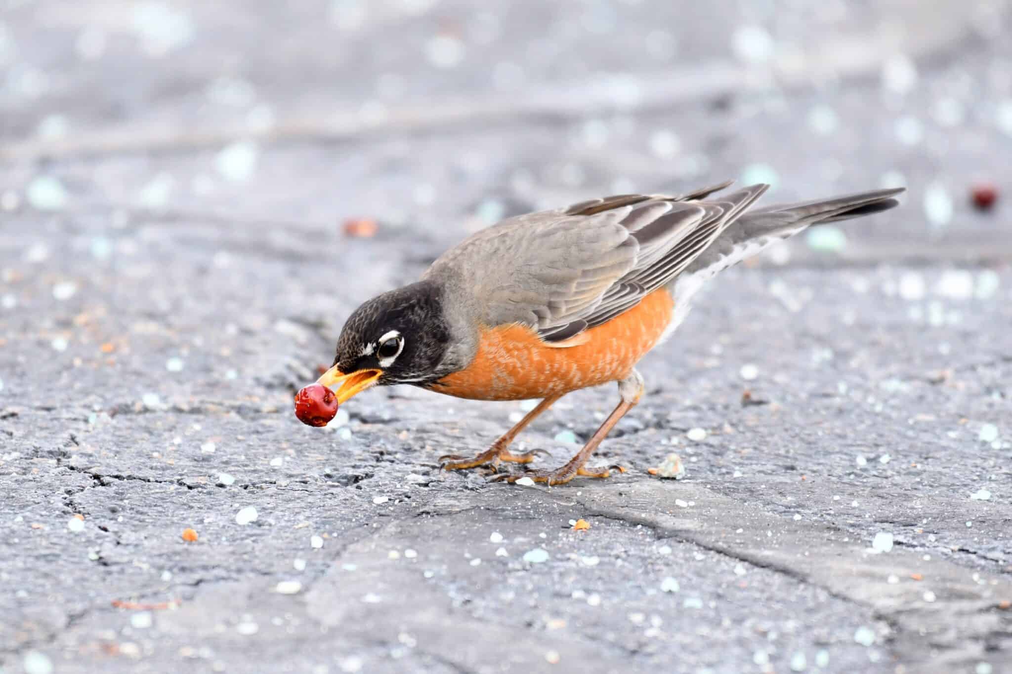 What Do Robins Eat? (Feeding Tips & How to Attract Them)