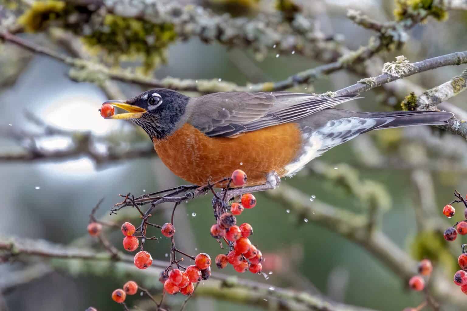 What Do Robins Eat? (Feeding Tips & How to Attract Them)