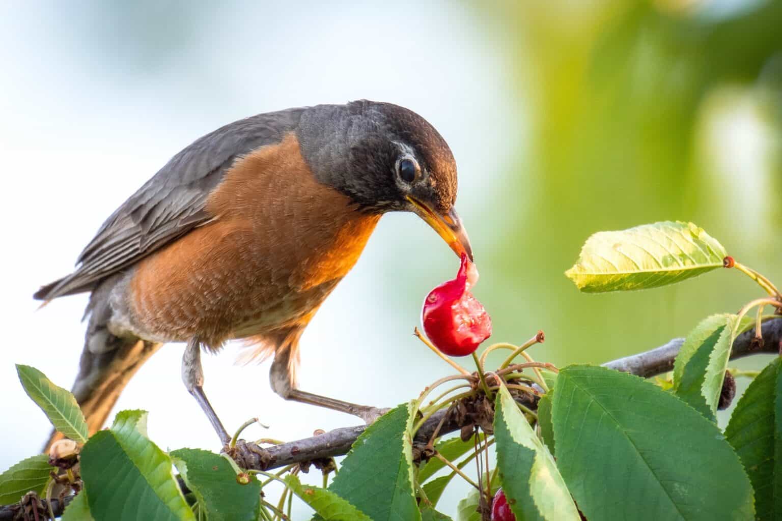 What Do Robins Eat? (Feeding Tips & How to Attract Them)