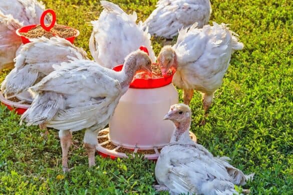 Turkey With Pacifier 14 Interesting Facts About Baby Turkeys