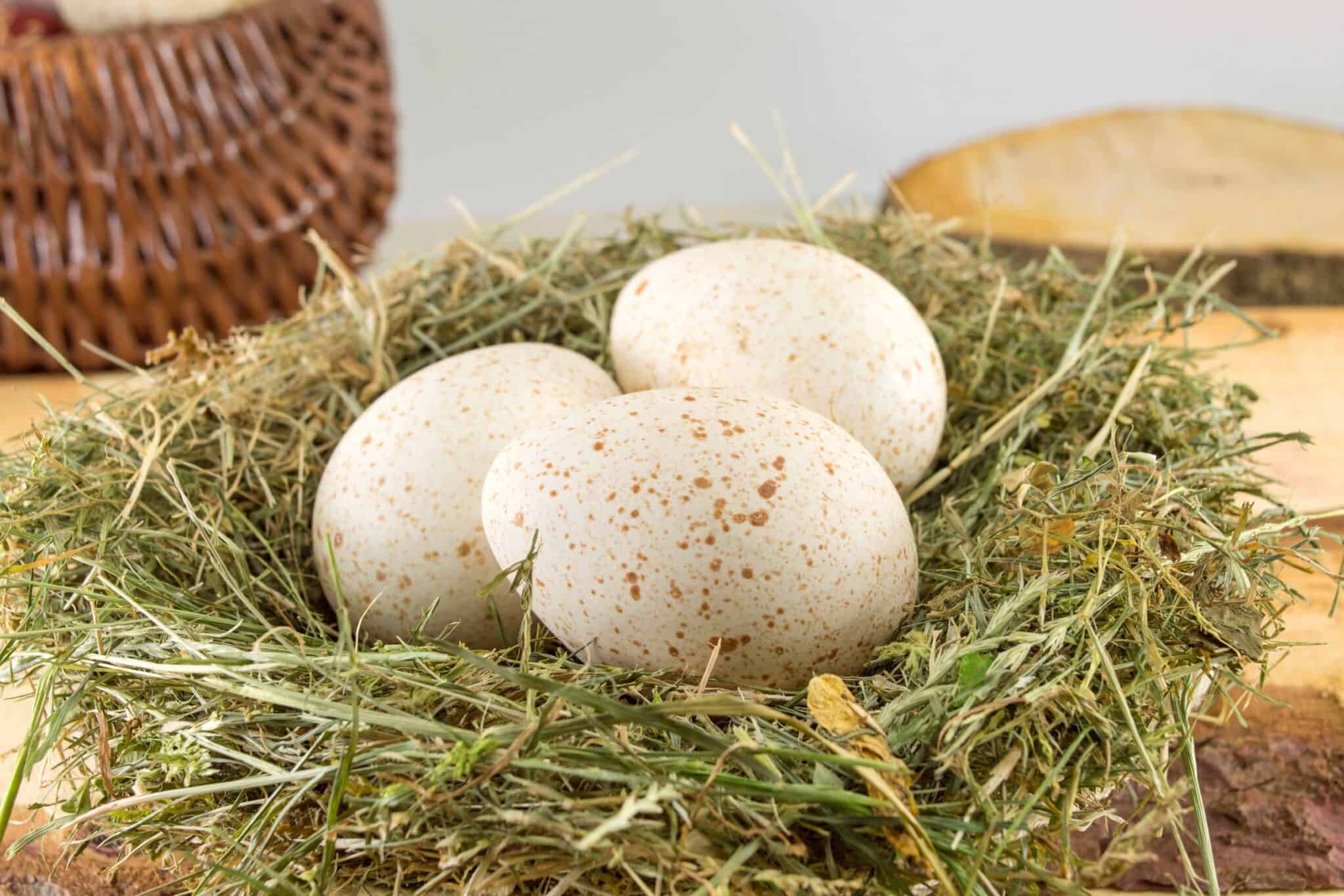 Turkey Eggs vs. Chicken Eggs What's the Difference?