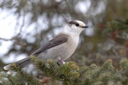 What Is the National Bird of Canada? (Why Was It Chosen?)