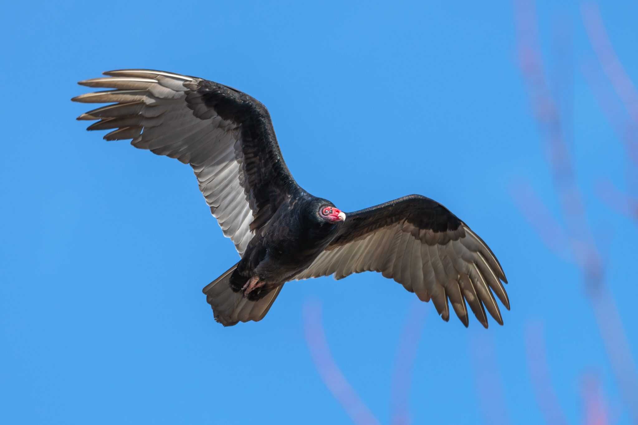 How Big Are Turkey Vultures? (Wingspan, Size & More)
