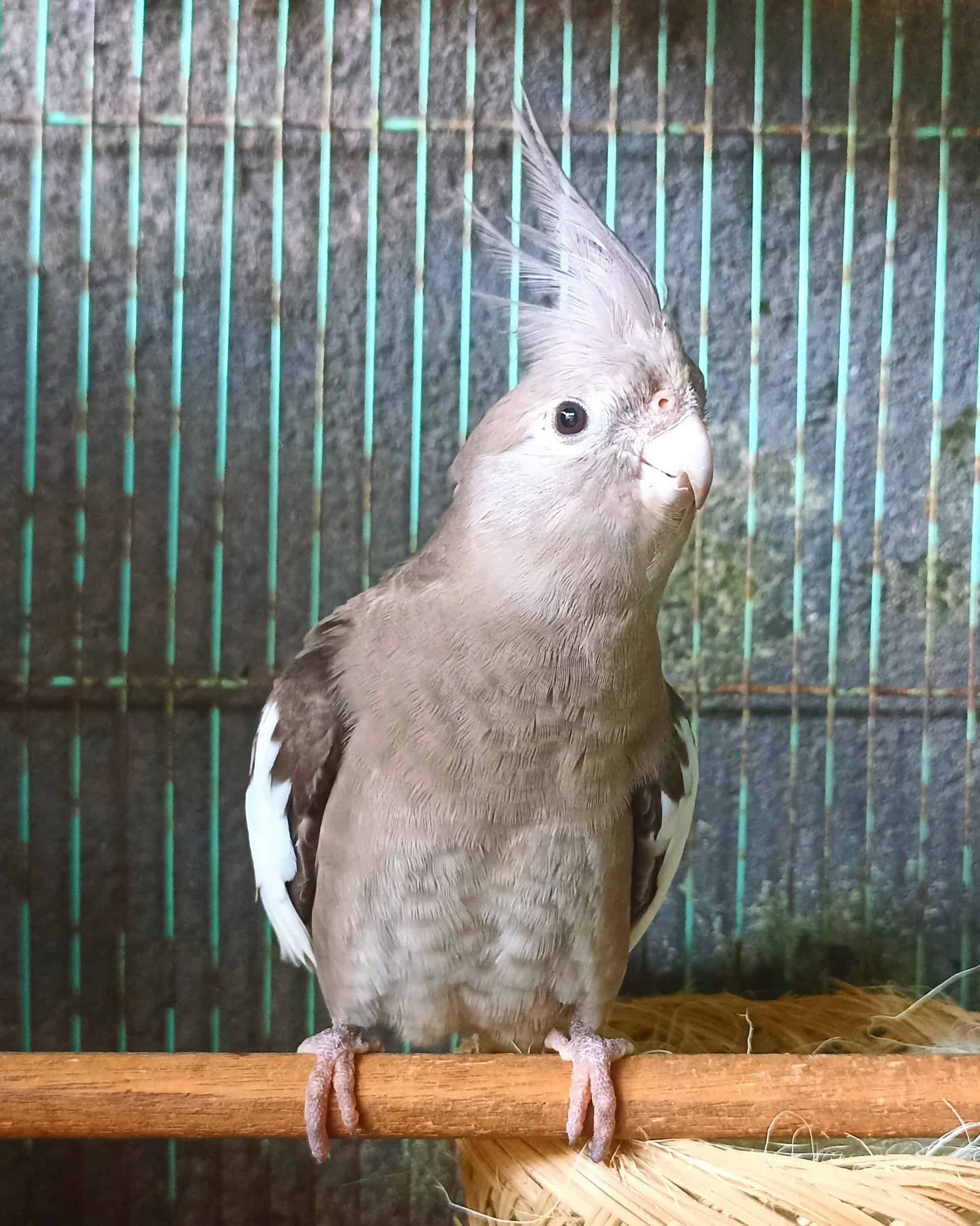 How Much Does a Talking Parrot Cost? (2025 Updated)