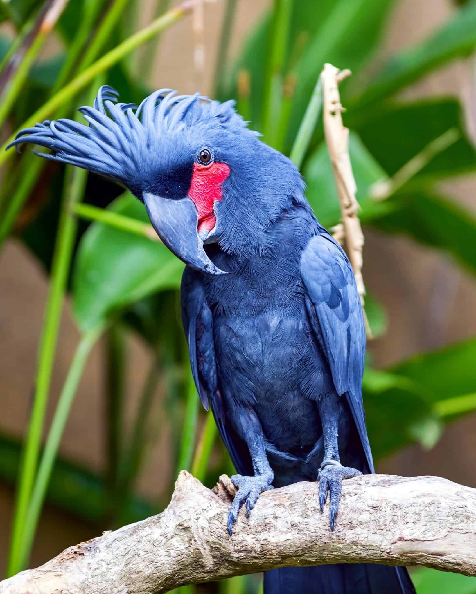 How Much Does a Talking Parrot Cost? (2024 Updated)