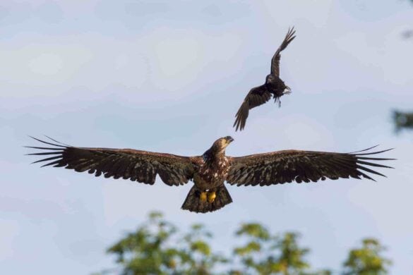 Why Do Crows Gather and Caw in Large Groups?