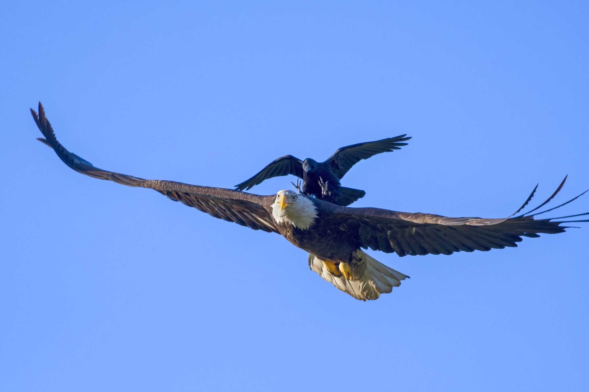 Do Crows Attack Eagles? (The Surprising Truth)