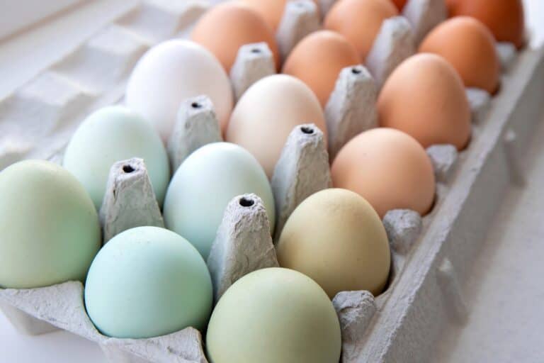 turkey-eggs-vs-chicken-eggs-what-s-the-difference