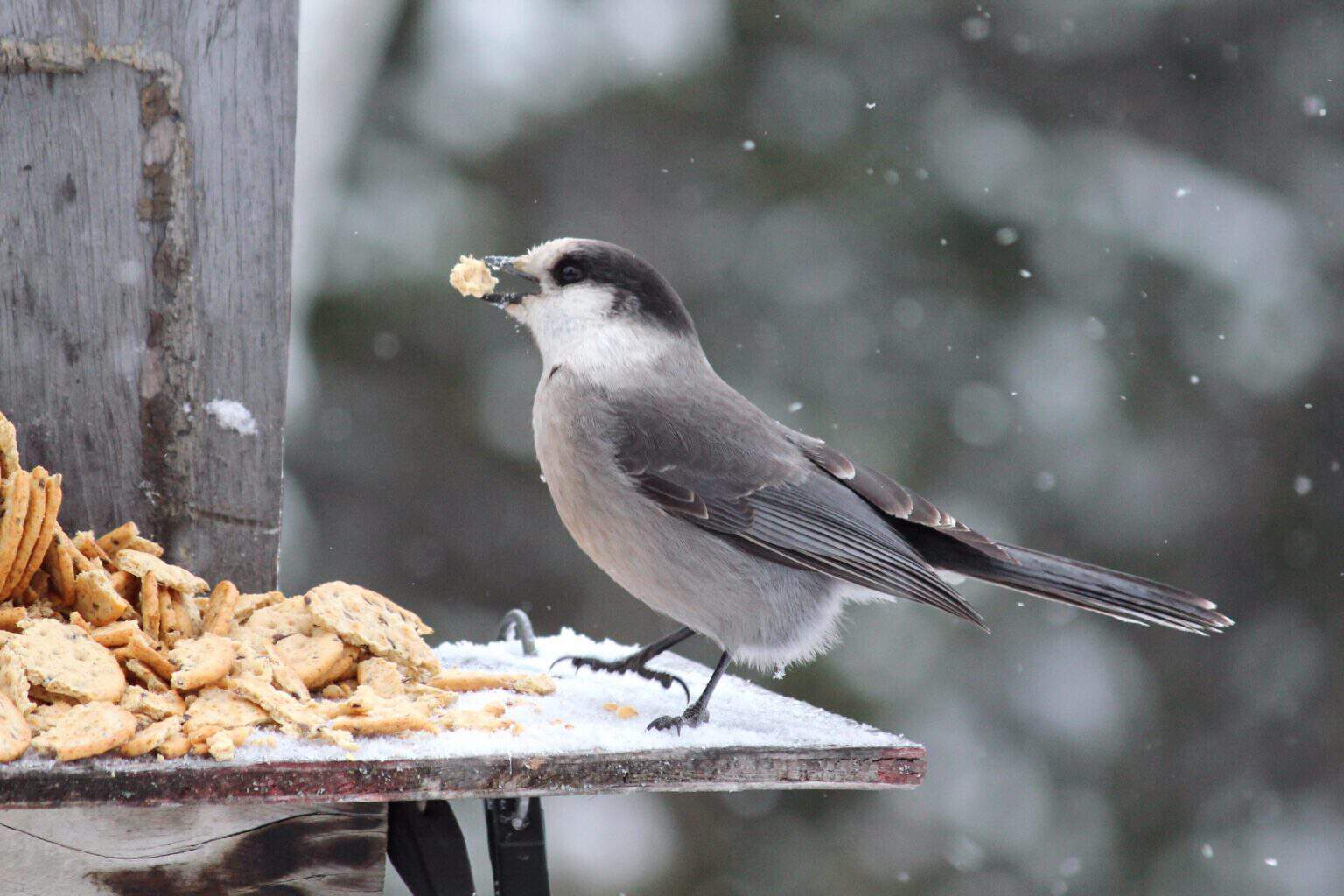 What Is the National Bird of Canada? (Why Was It Chosen?)