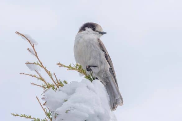 What Is the National Bird of Canada? (Why Was It Chosen?)
