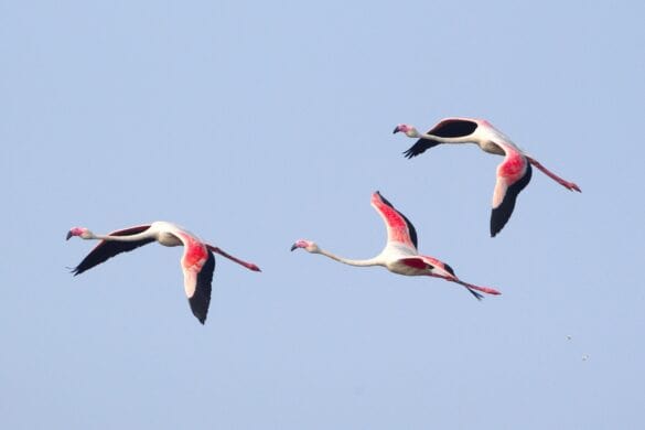 Why Do Crows Gather and Caw in Large Groups?