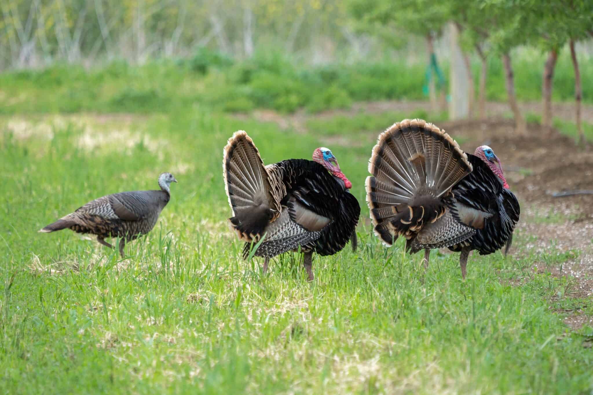 Male vs. Female Turkeys What’s the Difference?