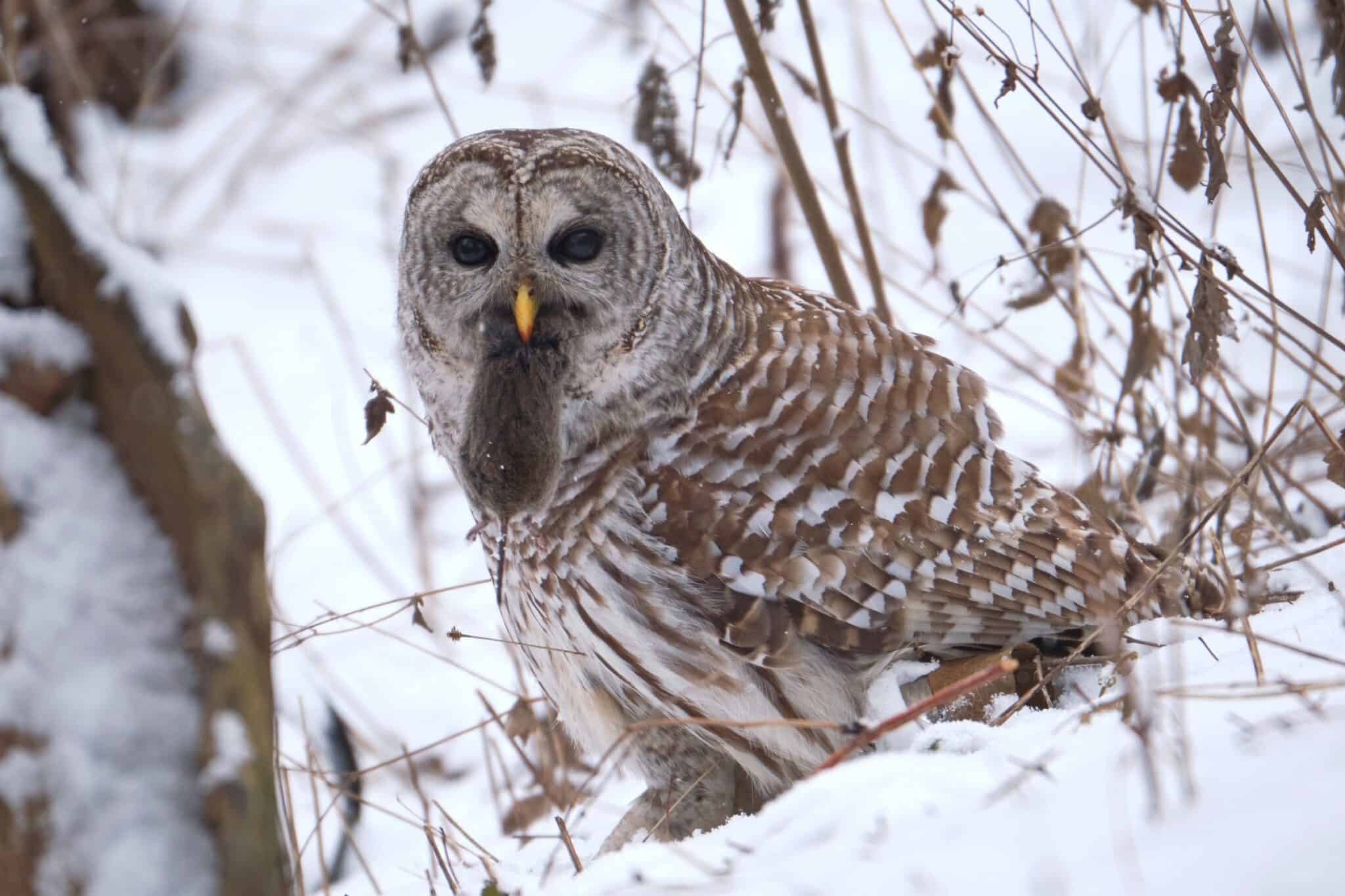 What Do Owls Eat? Owl Feeding Habits & FAQs