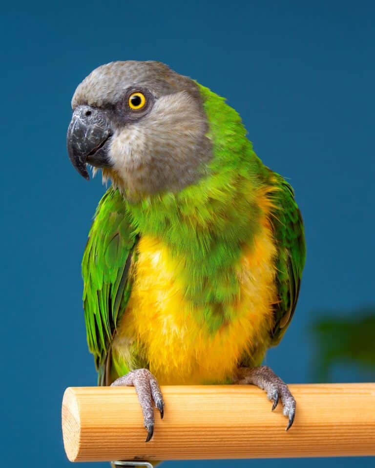How Much Does a Talking Parrot Cost? (2024 Updated)
