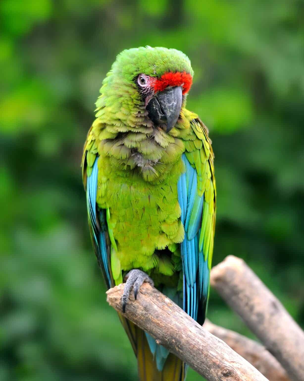 How Much Does a Talking Parrot Cost? (2024 Updated)