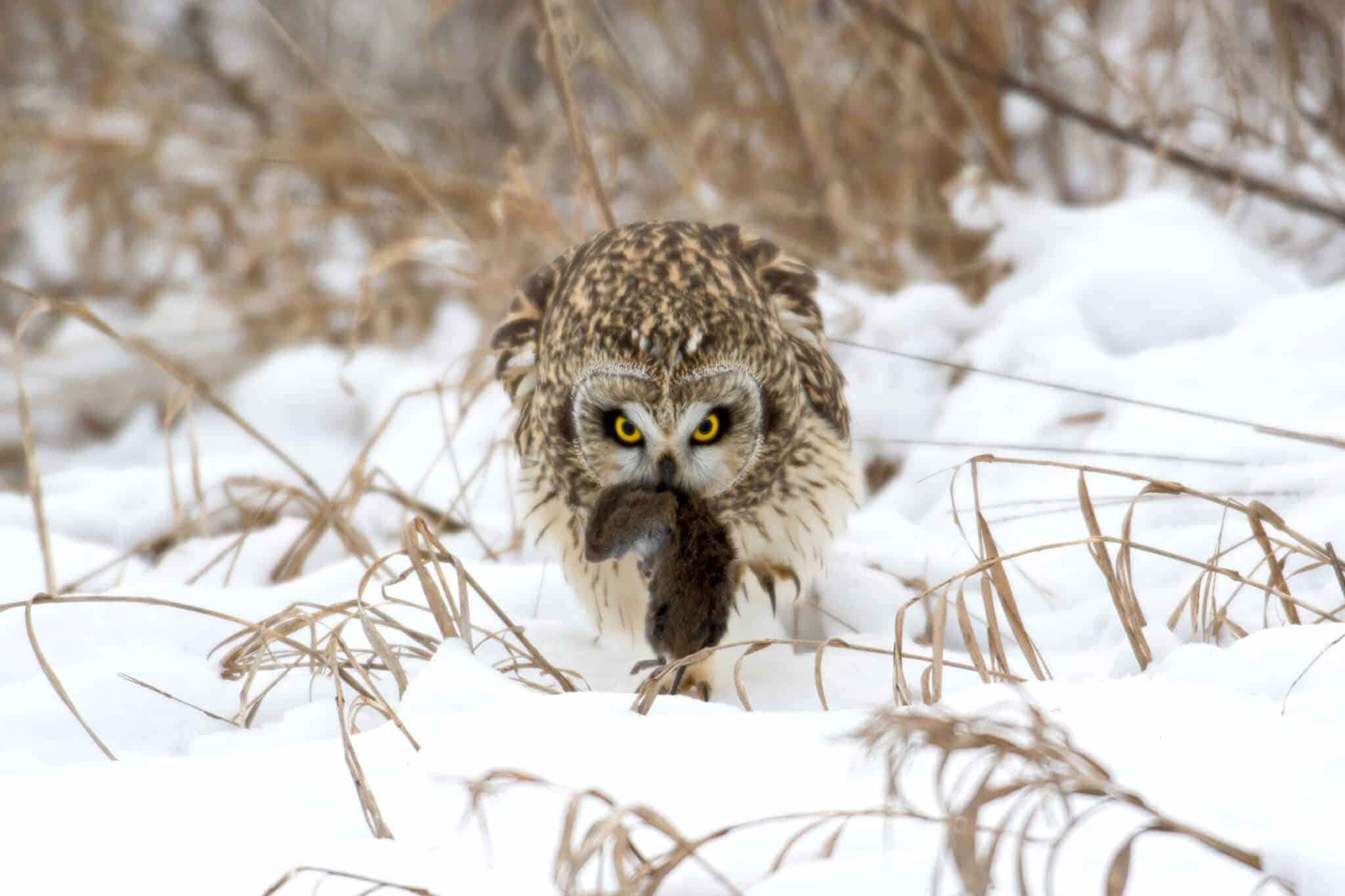 What Do Owls Eat? Owl Feeding Habits & FAQs